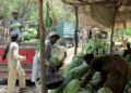 ننګرهار کې سږ کال د هندواڼو حاصل ډېر شوی