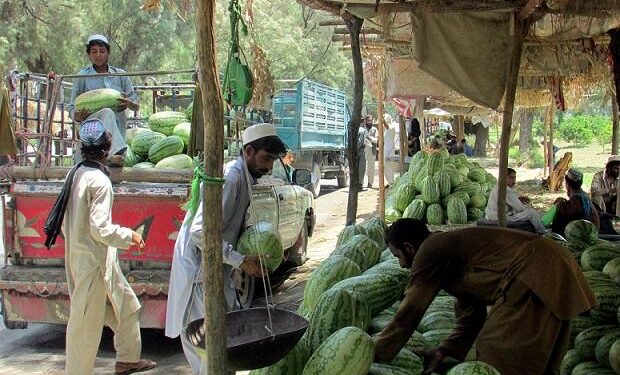 ننګرهار کې سږ کال د هندواڼو حاصل ډېر شوی