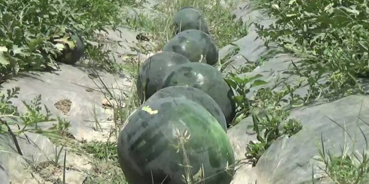 “ننګرهار کې به سږ کال ٨٤ زره ټنه د هندواڼو حاصلات ترلاسه شي”