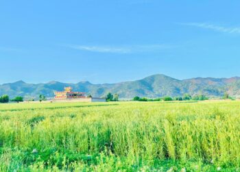 کرنې وزارت سږ کال د غنمو په حاصلاتو د زیاتوالي خبر ورکوي