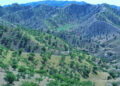 خوست کې زر هکټاره ځنګلونه بیا احیا شوي