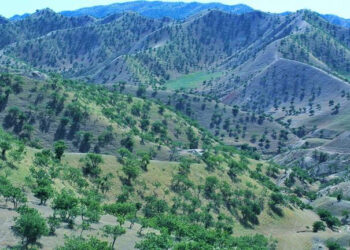 خوست کې زر هکټاره ځنګلونه بیا احیا شوي