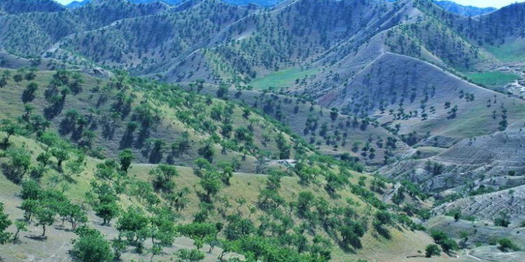 خوست کې زر هکټاره ځنګلونه بیا احیا شوي