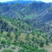 خوست کې زر هکټاره ځنګلونه بیا احیا شوي