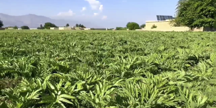 ننګرهار کې د انجې کرکېله ډېره شوې ده