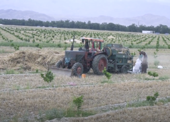 ننګرهار کې د کانال پر ځمکو د کرل شويو غنمو حاصلات زیات شوي