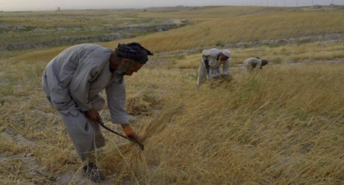 جوزجان کې د للمي غنمو په حاصلاتو کې ۸۰ سلنه زیاتوالی راغلی