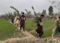 ننګرهار کې پر ۲۵۸۶ جریبه ځمکه د شفتالو بڼونه جوړ شوي
