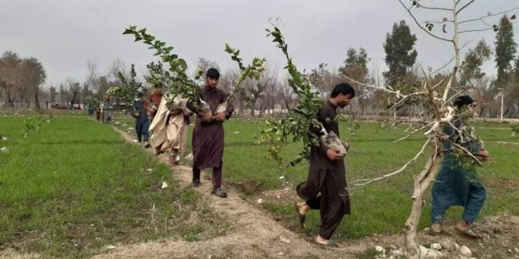 ننګرهار کې پر ۲۵۸۶ جریبه ځمکه د شفتالو بڼونه جوړ شوي