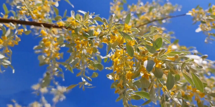 لوګر کې د سنځلګل کلنۍ دودیزه مشاعره جوړه شوه