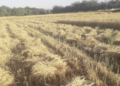 په بلخ کې سږکال د غنمو حاصلات ډېر شوي