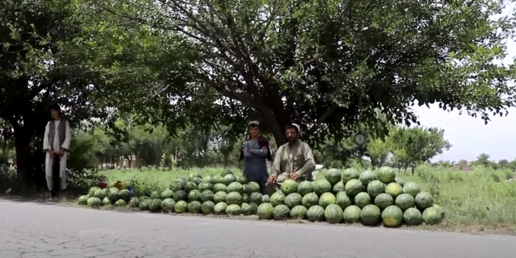 خوست کې سږ کال د هندواڼو حاصلات ډېر شوي