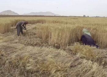 د تېر کال په پرتله د غنمو حاصلات ۱۳ سلنه زیات شوي