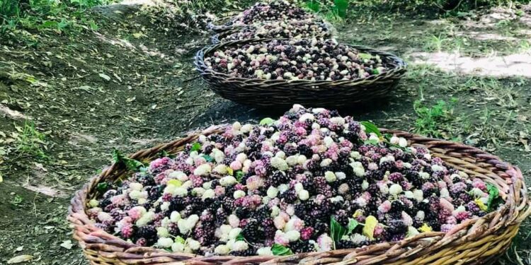 کاپیسا کې د توت دودېزه میله جوړه شوه