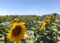 د بلخ کروندګر: لمرګلی‌ د کوکنارو ښه بدیل دی
