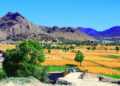 هېواد کې سږ کال د غنمو په حاصلاتو کې ۱۳ سلنه زیاتوالی راغلی