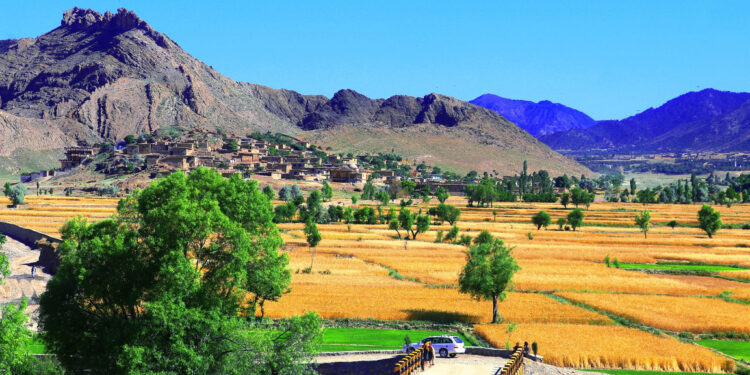 هېواد کې سږ کال د غنمو په حاصلاتو کې ۱۳ سلنه زیاتوالی راغلی