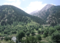 امنیتي مسوولین: هیچا ته په کونړ کې د ځنګلونو وهلو اجازه نه ورکوو