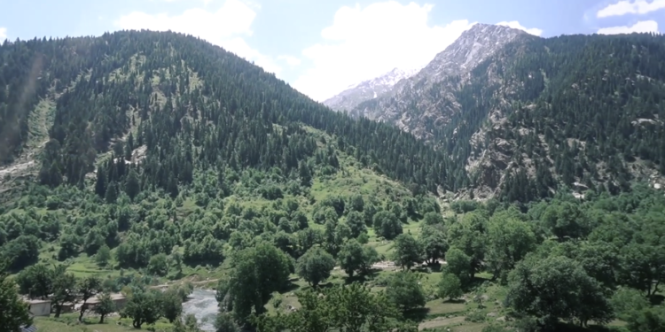 امنیتي مسوولین: هیچا ته په کونړ کې د ځنګلونو وهلو اجازه نه ورکوو