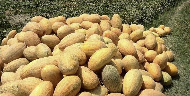 د کندوز د خټکیو په حاصلاتو کې ۱۰ سلنه زیاتوالی راغلی