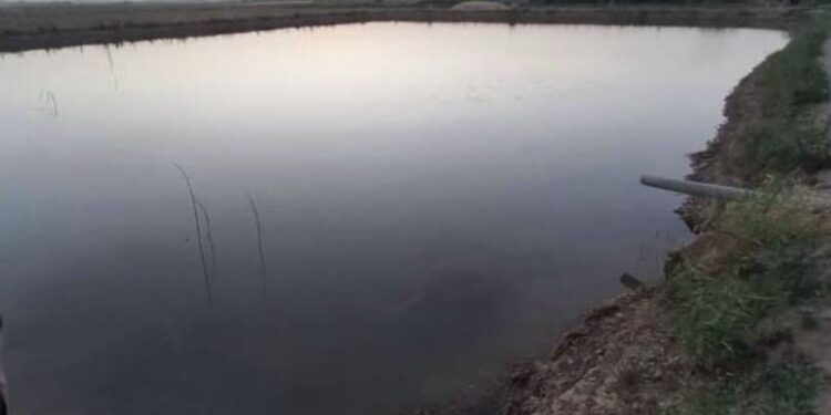 په هلمند کې کانالونو ته د کبانو زرګونه بچي اچول شوي