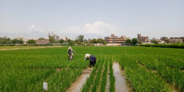 تخار کې سږ کال په ۴۲ زره هکټاره ځمکه شولې کرل شوي