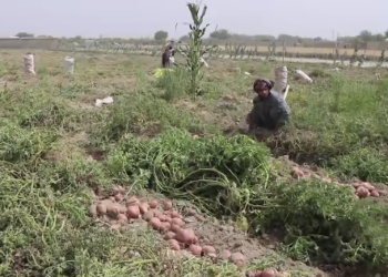 د کندهار یو شمېر کروندګر کچالو د کوکنارو ښه بدیل بولي