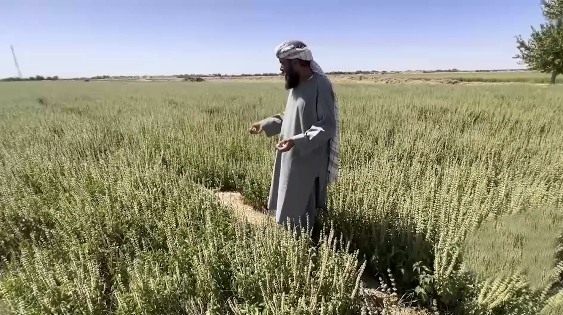 هلمند کې د ریحان بوټي کرلو ته د کروندګرو لېوالتیا ډېره شوې