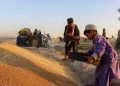له کروندګرو د اضافي غنمو پېرلو په موخه یوه کمېټه جوړه شوې