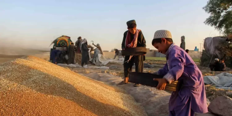 له کروندګرو د اضافي غنمو پېرلو په موخه یوه کمېټه جوړه شوې