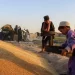 له کروندګرو د اضافي غنمو پېرلو په موخه یوه کمېټه جوړه شوې
