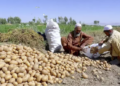 سږ کال هرات کې د کچالو حاصلات ۲۰ سلنه ډېر شوي