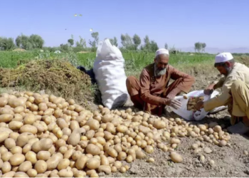 سږ کال هرات کې د کچالو حاصلات ۲۰ سلنه ډېر شوي