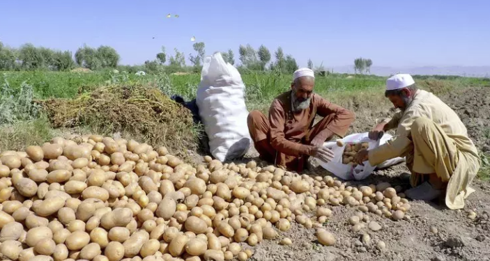 سږ کال هرات کې د کچالو حاصلات ۲۰ سلنه ډېر شوي