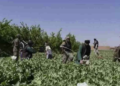 چارواکي: هېواد کې د نشه يي توکو د کښت کچه صفر ته راټيټه شوې