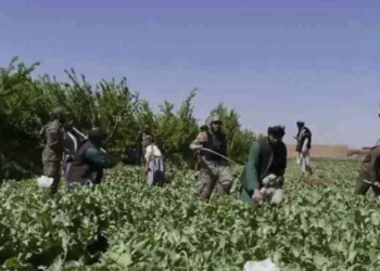 چارواکي: هېواد کې د نشه يي توکو د کښت کچه صفر ته راټيټه شوې