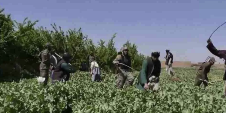 چارواکي: هېواد کې د نشه يي توکو د کښت کچه صفر ته راټيټه شوې