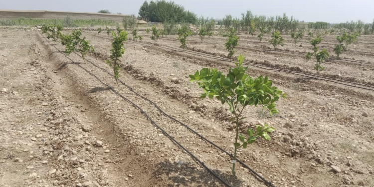 ننګرهار کې پر ۴۲۵ جریبه ځمکه د سټروسو بڼونه جوړ شوي