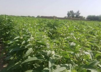 جوزجان کې د کونځلو په حاصلاتو کې زیاتوالی راغلی