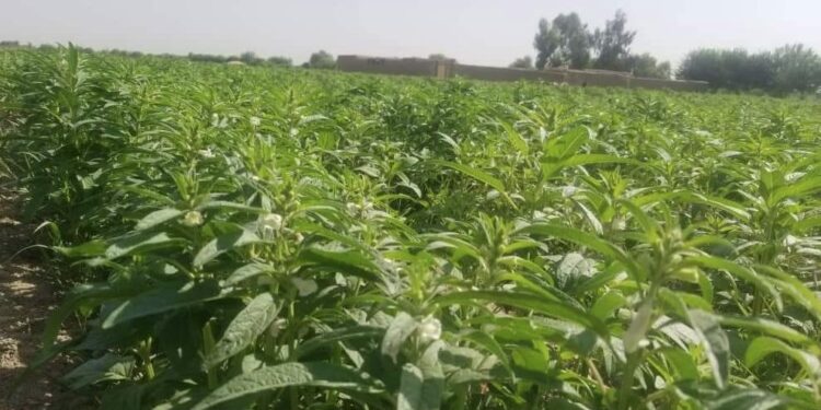 جوزجان کې د کونځلو په حاصلاتو کې زیاتوالی راغلی