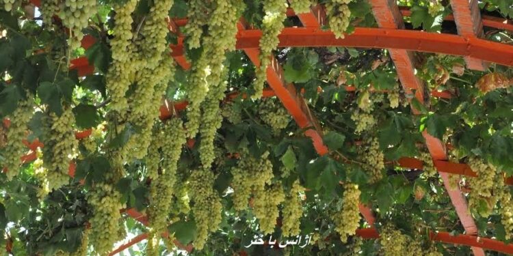 سرپل کې په کم ساري ډول د انګورو  حاصلات زیات شوي