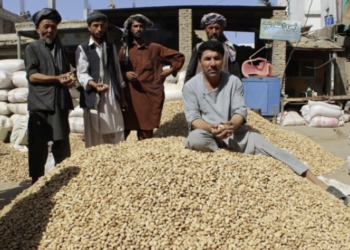 د سمنګان د بادامو حاصلاتو کې ۲۰ سلنه زیاتوالی راغلی