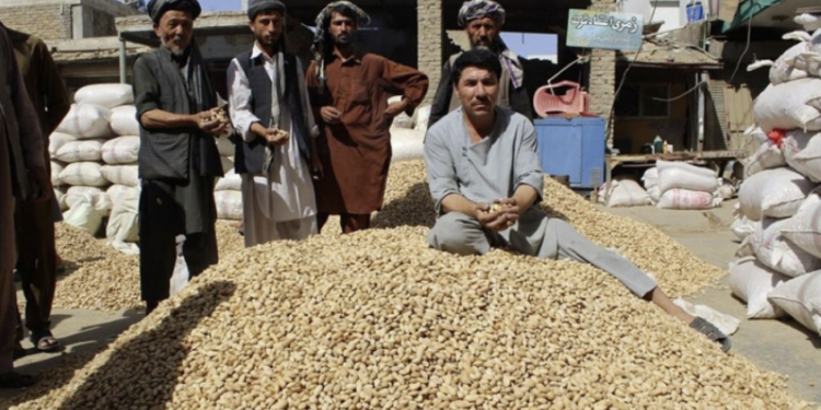 د سمنګان د بادامو حاصلاتو کې ۲۰ سلنه زیاتوالی راغلی