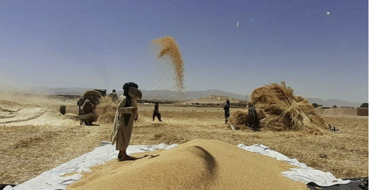 سږ کال په هېواد کې د غنمو حاصلات ۱۳ سلنه ډېر شوي
