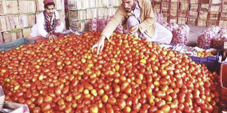 لوګر کې د رومي بانجانو حاصلات څه باندې ۶۴ زره ټنو ته رسېدلي