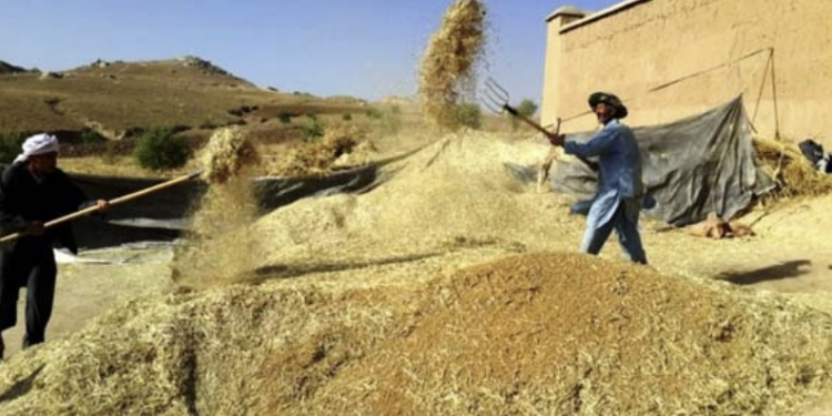د افغانستان په کورني ناخالص تولید کې ۲،۷ سلنې زیاتوالی راغلی