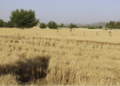 سمنګانو کې سږ کال د غنمو حاصلات دوه برابره زیات شوي