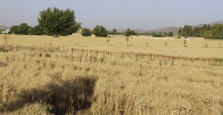 سمنګانو کې سږ کال د غنمو حاصلات دوه برابره زیات شوي