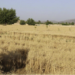 سمنګانو کې سږ کال د غنمو حاصلات دوه برابره زیات شوي