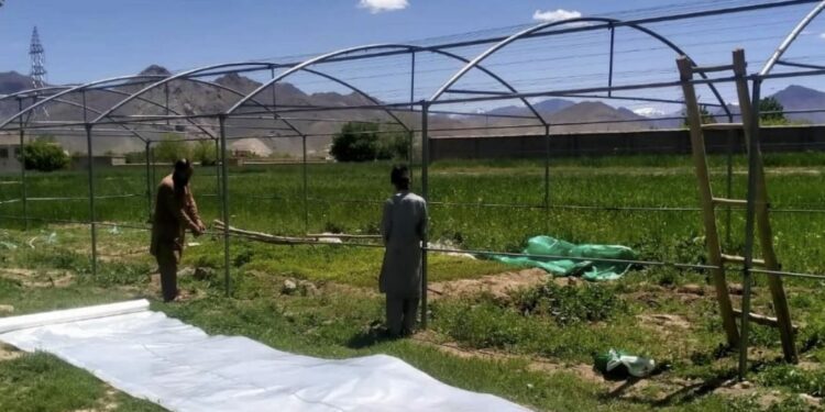 کرنې وزارت: له بزګرانو سره تر سل زرو افغانیو مالي مرستې کولای شو